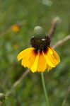 Clasping coneflower